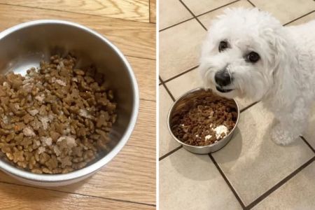 Top Pet Food Brands for Puppies: Best Nutrition for Your New Pup