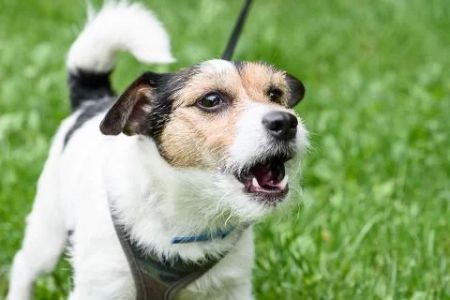 How to Help a Shy Dog Become More Confident: Practical Tips for Pet Owners