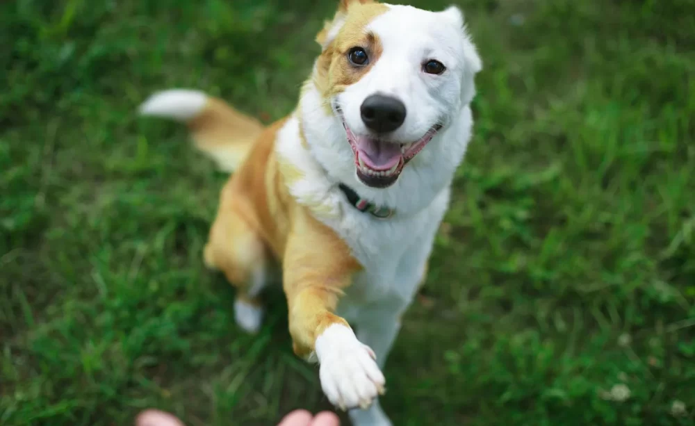 How to Train a Dog to Stop Running Away: Effective Training Tips