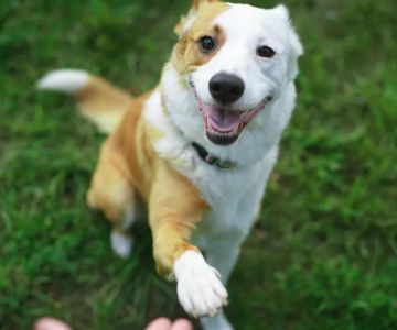 How to Train a Dog to Stop Running Away: Effective Training Tips