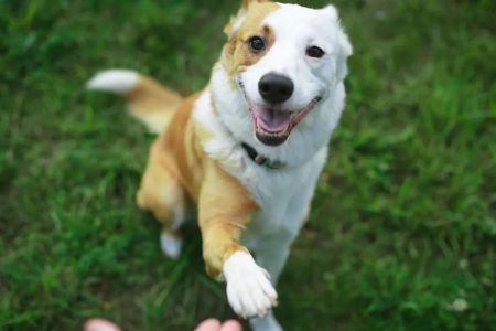 How to Train a Dog to Stop Running Away: Effective Training Tips