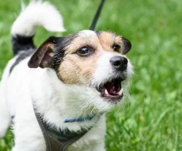How to Help a Shy Dog Become More Confident: Practical Training Tips