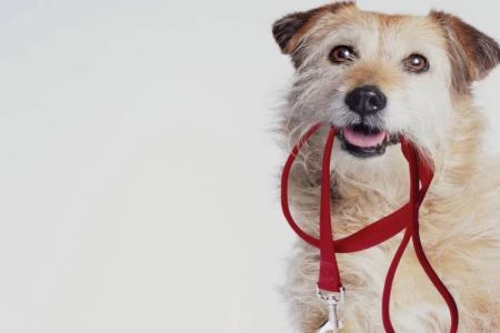 How to Train a Dog to Walk Without Pulling: Effective Techniques for Pet Owners
