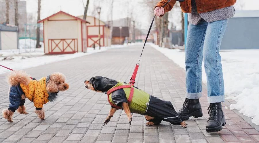 How to Help Your Dog Calm Down After a Walk: Effective Tips for Dog Owners
