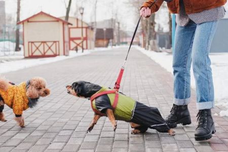 How to Help Your Dog Calm Down After a Walk: Effective Tips for Dog Owners