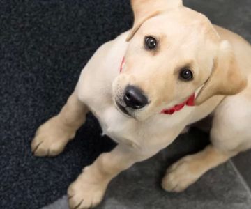 How to Train Your Dog to Stop Begging: Effective Techniques for Pet Owners