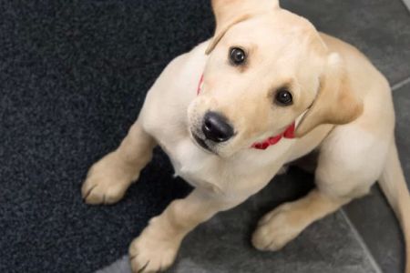 How to Train Your Dog to Stop Begging: Effective Techniques for Pet Owners
