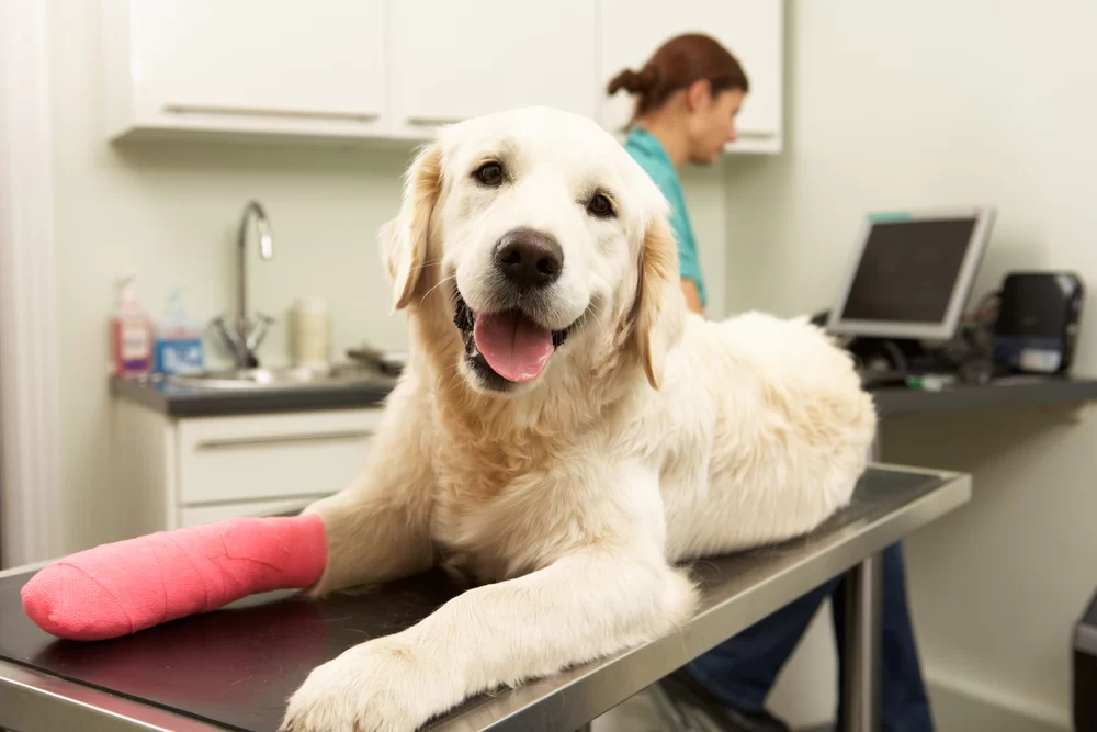 Benefits of Pet Wellness Checkups: Keep Your Pet Healthy and Happy