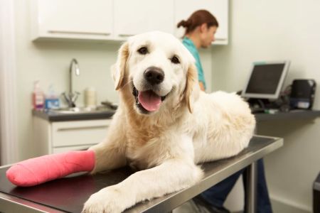 Benefits of Pet Wellness Checkups: Keep Your Pet Healthy and Happy