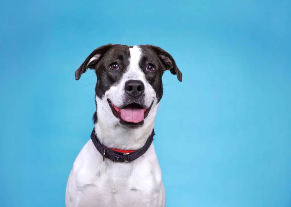 Best Dog Collars for All Breeds: Essential Guide for Dog Owners