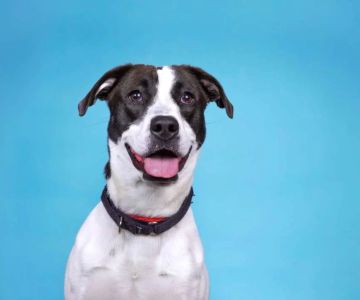Best Dog Collars for All Breeds: Essential Guide for Dog Owners