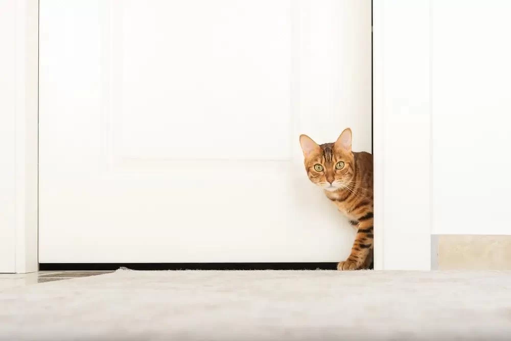 How to Prevent Your Cat from Escaping Outside: Effective Tips for Cat Owners