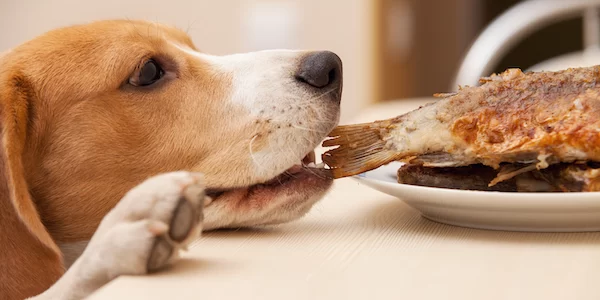 How to Train a Dog to Be Calm Around Food: Tips and Techniques for Success