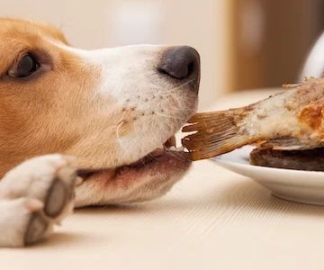 How to Train a Dog to Be Calm Around Food: Tips and Techniques for Success