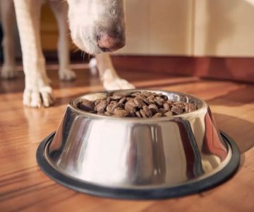 Best Dog Food for Joint Health: Top Choices for Dogs with Arthritis and Joint Pain