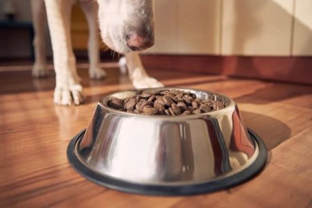 Best Dog Food for Joint Health: Top Choices for Dogs with Arthritis and Joint Pain