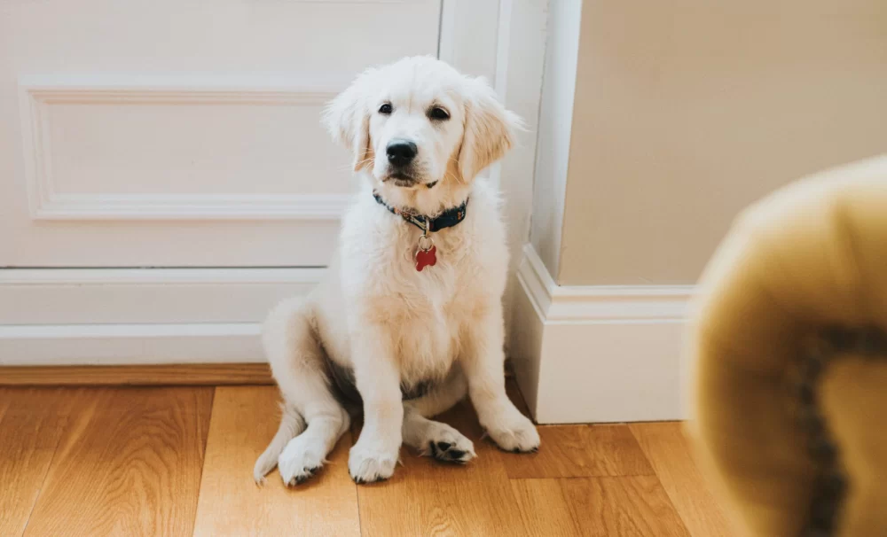 Essential Puppy Potty Training Tips for Beginners – A Complete Guide