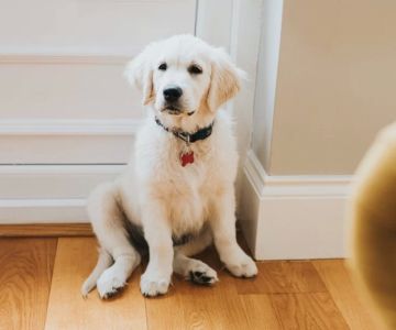 Essential Puppy Potty Training Tips for Beginners – A Complete Guide
