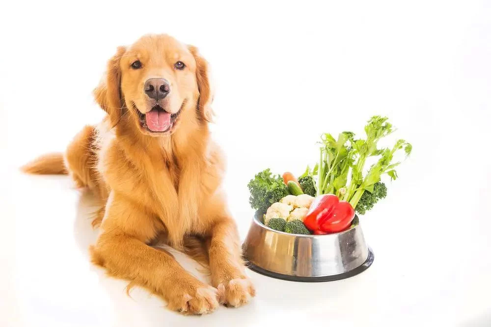 Best Food for Dogs with Digestive Issues – What to Feed Your Dog for Better Digestion