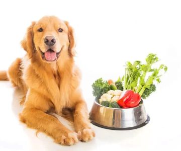 Best Food for Dogs with Digestive Issues – What to Feed Your Dog for Better Digestion