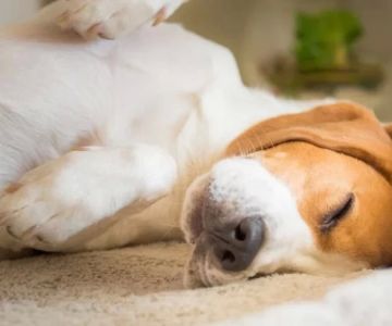 Why Does My Dog Sleep So Much and How to Manage It
