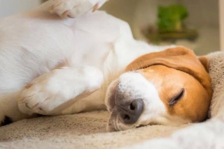 Why Does My Dog Sleep So Much and How to Manage It