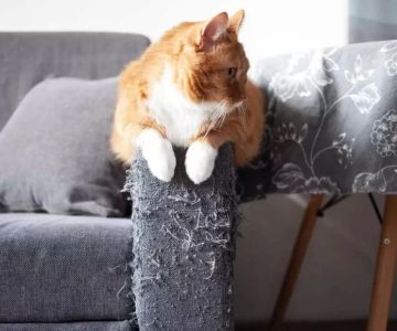 How to Stop a Cat from Scratching Furniture: Tips and Solutions