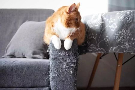 How to Stop a Cat from Scratching Furniture: Tips and Solutions