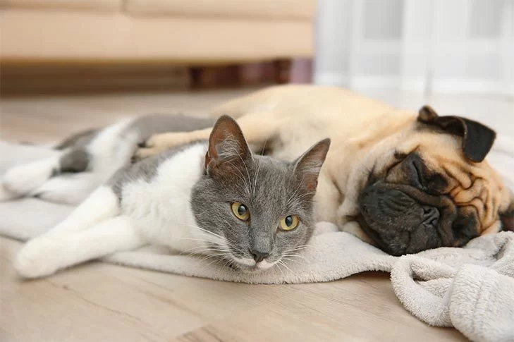 Best Practices for Introducing a Cat to a Dog: Tips and Guide