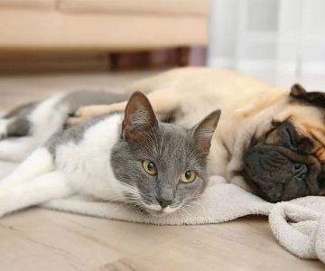 Best Practices for Introducing a Cat to a Dog: Tips and Guide