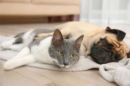 Best Practices for Introducing a Cat to a Dog: Tips and Guide