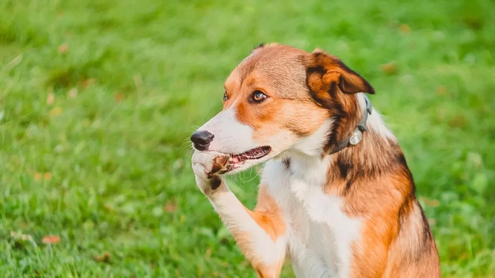 How to Stop a Dog from Biting Their Own Paws: Effective Solutions