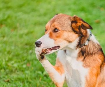 How to Stop a Dog from Biting Their Own Paws: Effective Solutions