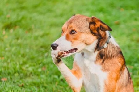 How to Stop a Dog from Biting Their Own Paws: Effective Solutions