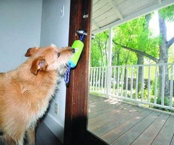How to Train Your Dog to Use the Bathroom Outside: Step-by-Step Guide