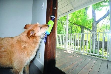 How to Train Your Dog to Use the Bathroom Outside: Step-by-Step Guide