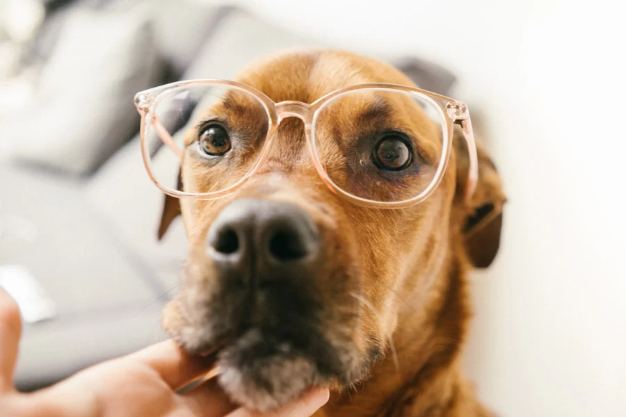 Best Practices for Caring for Your Pet’s Eyes: Tips and Advice