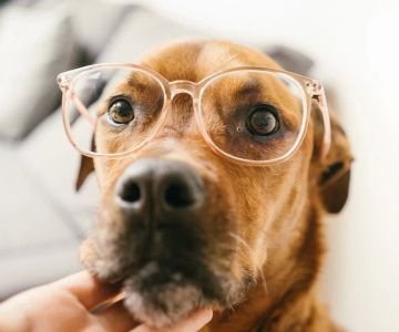 Best Practices for Caring for Your Pet’s Eyes: Tips and Advice
