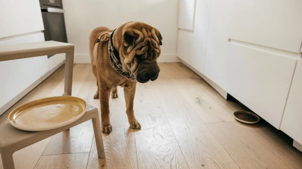 How to Deal with a Pet's Separation Anxiety: Effective Solutions