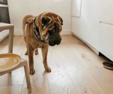 How to Deal with a Pet's Separation Anxiety: Effective Solutions