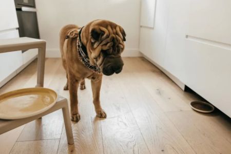 How to Deal with a Pet's Separation Anxiety: Effective Solutions