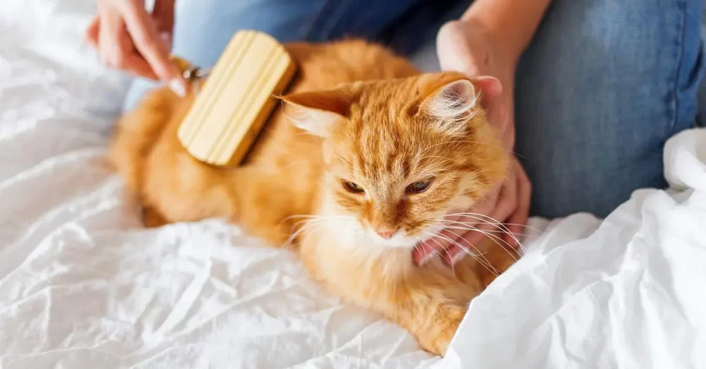 Tips for Dealing with a Cat's Excessive Grooming: Solutions and Insights