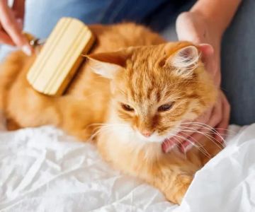Tips for Dealing with a Cat's Excessive Grooming: Solutions and Insights