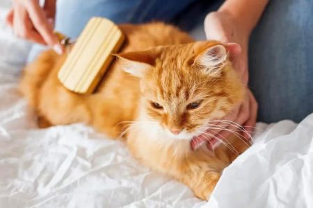 Tips for Dealing with a Cat's Excessive Grooming: Solutions and Insights