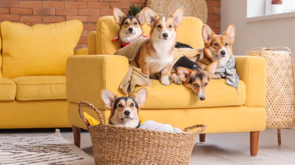 How to Help Pets Adjust to New Environments: Tips for a Smooth Transition
