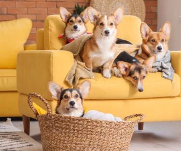 How to Help Pets Adjust to New Environments: Tips for a Smooth Transition