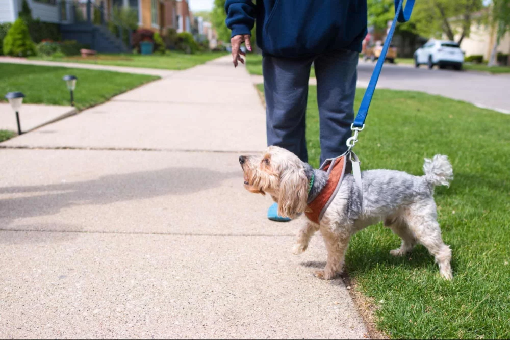 How to Train Your Dog to Stop Barking at Night