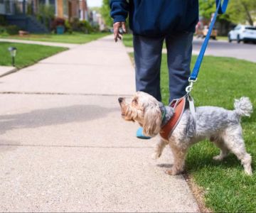 How to Train Your Dog to Stop Barking at Night