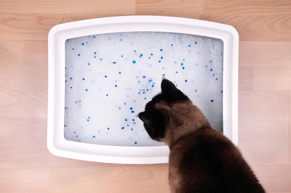 How to Deal with a Cat Who Refuses to Use the Litter Box