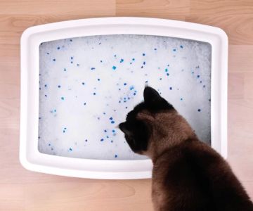 How to Deal with a Cat Who Refuses to Use the Litter Box